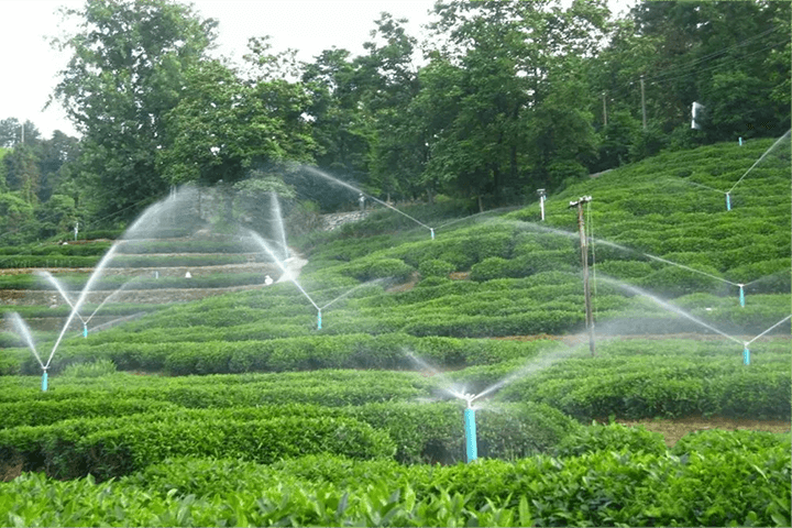  Tưới phun mưa vườn trà dốc 
